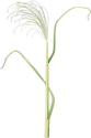 Illustration of Miscanthus sinensis (Chinese Silvergrass)