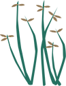 Illustration of Fimbristylis dichotoma (Tall Fringe-rush)