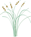 Illustration of Scirpus americanus (Bulrush)