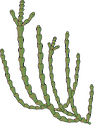 Illustration of Sarcocornia spp. (Samphire)