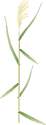 Illustration of Phragmites australis (Common Reed) singular