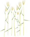 Illustration of Phragmites australis (Common Reed)