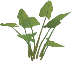 Illustration of Peltandra virginica (Green Arrow Alum)