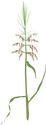 Illustration of Zizania spp. (Wild Rice)