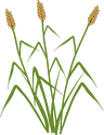 Illustration of Typha spp. (Cattail)