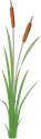 Illustration of Typha orientalis (Bulrush)