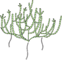 Illustration of Tecticornia spp. (Samphire)