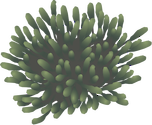 Illustration of Tecticornia flabelliformis (Bead Samphire)