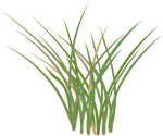 Illustration of Spartina spp. (Salt Marsh Grass)