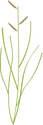 Illustration of Spartina patens (Saltmeadow Cordgrass)