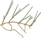 Illustration of Cymodocea nodosa