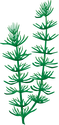 Illustration of Ceratophyllum demersum (Coontail)