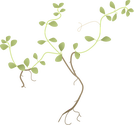 Illustration of Callitriche spp. (Water Starwort)