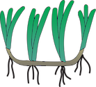 Illustration of seagrass with rhizome