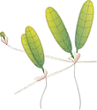 Illustration of Halophila decipiens (Caribbean Seagrass)
