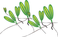 Illustration of Halophila decipiens (Caribbean Seagrass)