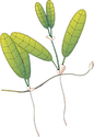 Illustration of Halophila capricorni