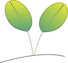 Illustration of Halophila ovata