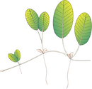 Illustration of Halophila ovalis