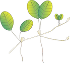 Illustration of Halophila minor