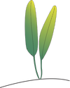 Illustration of Halophila linearis