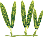 Illustration of Halophila johnsonii (Johnson's Seagrass)
