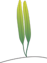 Illustration of Halophila johnsonii (Johnson's Seagrass)