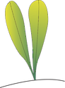 Illustration of Halophila hawaiiana