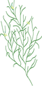 Illustration of Heteranthera dubia (Water Stargrass)
