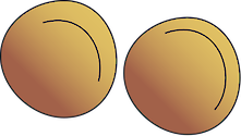 Illustration of Halophila tricostata seeds