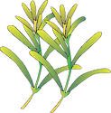 Illustration of Halophila tricostata