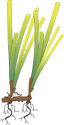 Illustration of Posidonia australis