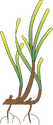 Illustration of Phyllospadix spp. (Surfgrass)