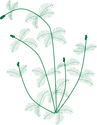 Illustration of Myriophyllum spicatum (Eurasian Watermilfoil)