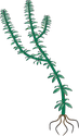 Illustration of Hydrilla verticillata (Waterthyme) 2
