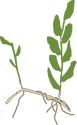 Illustration of Potamogeton perfoliatus (Perfoliate Pondweed)
