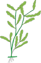 Illustration of Potamogeton crispus (Curly-leaf Pondweed)