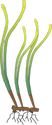 Illustration of Posidonia sinuosa