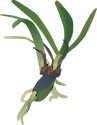 Illustration of Posidonia oceanica seedling