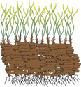 Illustration of Posidonia oceanica growing on matte