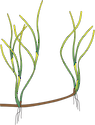 Illustration of Ruppia megacarpa