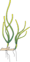 Illustration of Ruppia maritima vegetative shoots