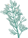 Illustration of Ranunculus aquatilis (Common Water-crowfoot)
