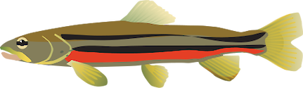 Illustration of Phoxinus eos (Northern Redbelly Dace)