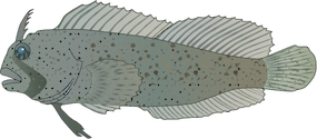 Illustration of Hypsoblennius hentzi (Feather Blenny)