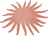 Illustration of Pycnopodia helianthoides (Sunflower Seastar)