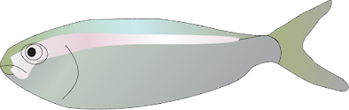 Illustration of Brevoortia tyrannus (Atlantic Menhaden) juvenile