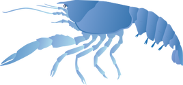 Illustration of a crayfish