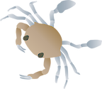 Illustration of Callinectes sapidus (Blue Crab) first crab