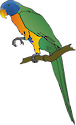 Illustration of Trichoglossus haematodus (Rainbow Lorikeet)